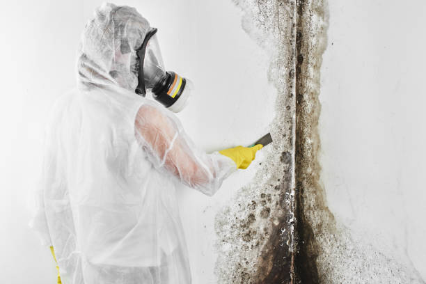 Best Local Mold Removal Service  in Spring Lake, NJ