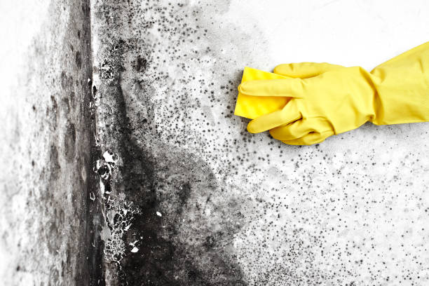 Best Fast Mold Removal  in Spring Lake, NJ