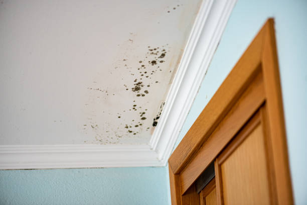 Best Mold Removal Company Near Me  in Spring Lake, NJ