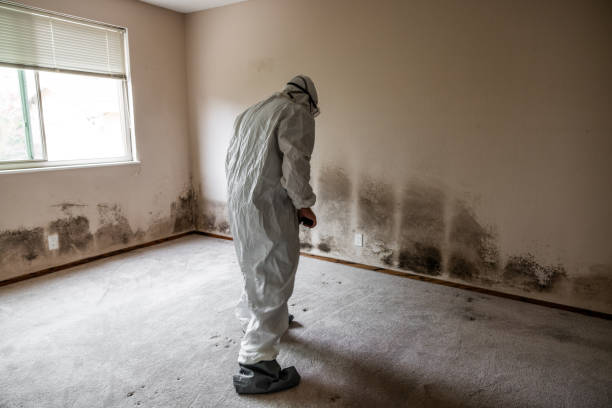 Best Emergency Mold Removal  in Spring Lake, NJ