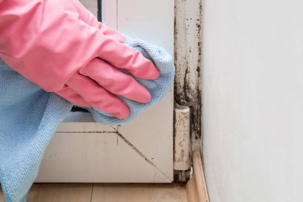 Best Residential Mold Removal  in Spring Lake, NJ