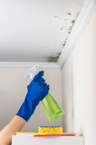 Best Office Mold Removal Services  in Spring Lake, NJ