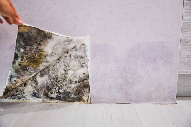 Best Water Damage Restoration  in Spring Lake, NJ